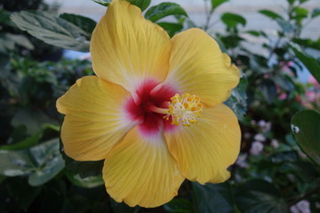 街角の黄色のハイビスカスの花