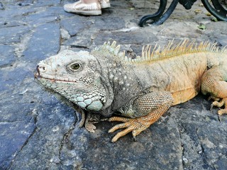 iguana on a branch