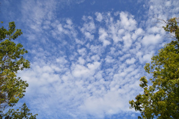 Obraz premium うろこ雲が浮かぶ秋の空