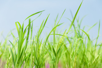 Spring warm air the ground begin to beautiful green field with a future crop of wheat in Thailand. Horizontal shot.