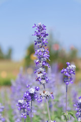 Obraz premium Beautiful purple lavender flowers in a garden with green leaves , blue sky and blurred background in the morning, Thailand. Vertical Shot.