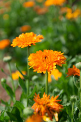 Beautiful orange flowers in a garden with green leaves and blurred background in the morning, Thailand. Vertical Shot.