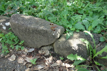 石の上で休む赤とんぼ