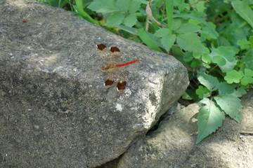 石の上で休む赤とんぼ