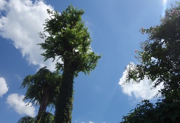 空に向かって伸びる背の高い木