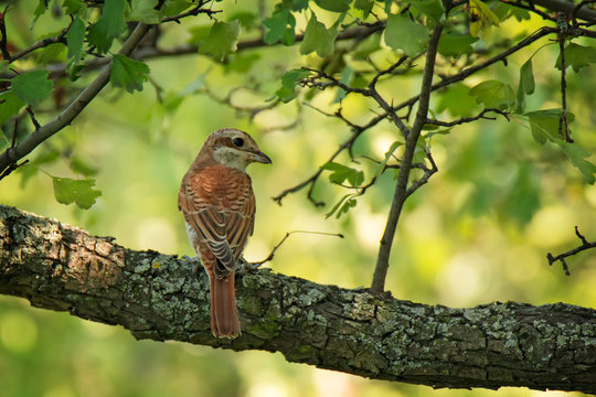Red-backed Shrike sitting on tree branch