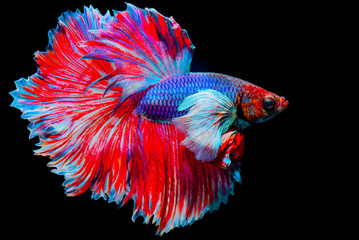 Fototapeta premium Multi color Siamese fighting fish,fighting fish on black background. 