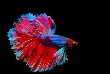 Multi color Siamese fighting fish,fighting fish on black background. 