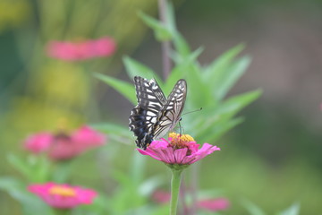 アゲハ蝶とジニアの花