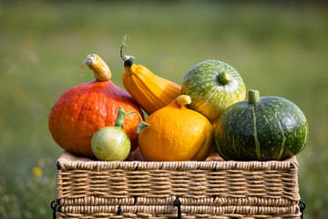 Pumpkins and gourds on a basket in autumn