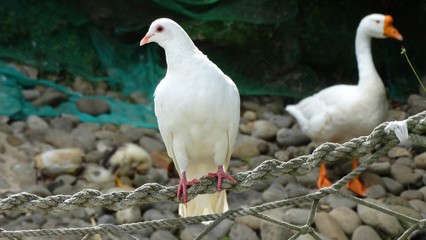 A white dove is standing on string in the farm. Dove is a member of the bird family, often simply referred to as the pigeon.