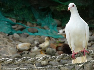 A white dove is standing on string in the farm. Dove is a member of the bird family, often simply referred to as the pigeon.