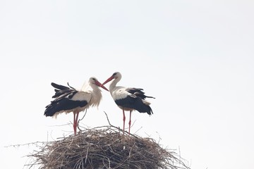 stork in nest