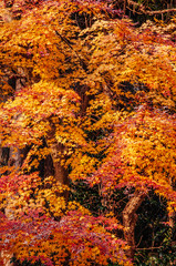 Beautiful vibrant colourful maple leaves in autumn - Yamagata, Japan