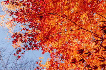Beautiful vibrant colourful maple leaves in autumn - Yamagata, Japan