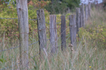 Fototapeta premium Umzäunung einer Anpflanzung an der Küste