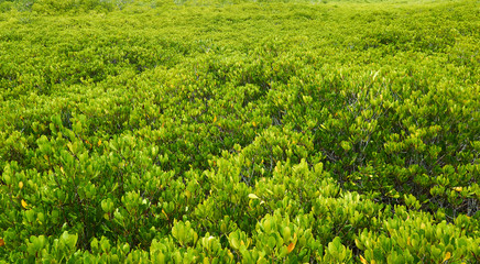 Nature landscape Mangrove forest for background