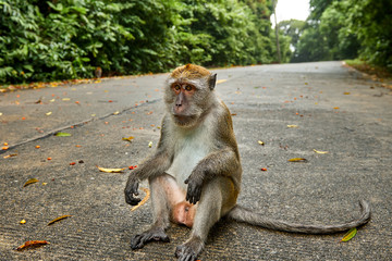Fototapeta premium monkey in the middle of the road alone, in the tropical jungle, flat three quarters, the distracted monkey