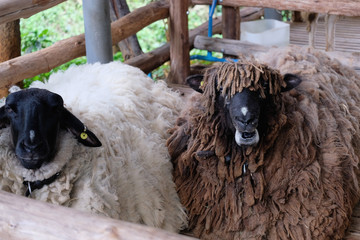 A white and a brown sheeps but same black color in their faces