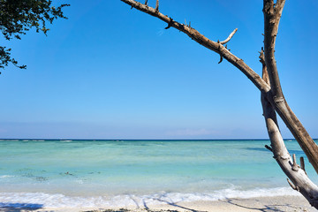 TRAWANGAN, INDONESIA - AUGUST.15.2019: Trees at the Beach at Gili Trawangan