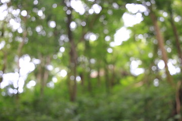 tropical forest tree branches bokeh. oxygen and good air quality themes. defocused photo effect of tree branches with soft morning back light.
