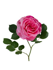 Dark pink rose with green leaves