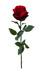 Dark red rose with green leaves