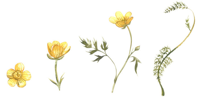 Buttercup Drawing Photos Royalty Free Images Graphics Vectors Videos Adobe Stock