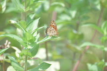 Fototapeta premium 蝶