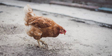 Chickens on traditional free range poultry farm.