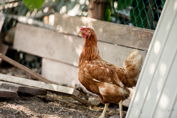 Chickens on traditional free range poultry farm.