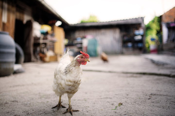 Chickens on traditional free range poultry farm.
