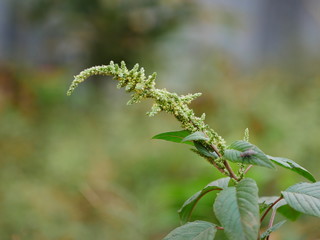 Roadside grass