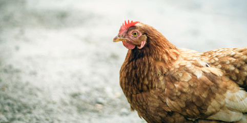Chickens on traditional free range poultry farm.
