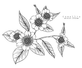 Sketch Floral Botany Collection. Camellia flower drawings. Black and white with line art on white backgrounds. Hand Drawn Botanical Illustrations. 