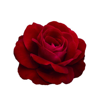 Dark red rose