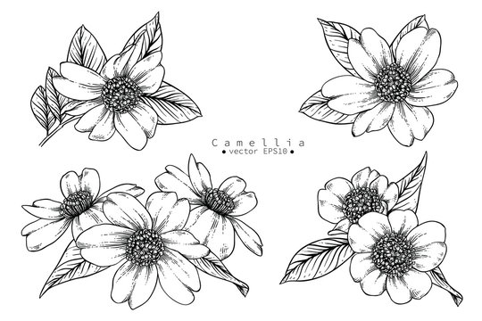 Sketch Floral Botany Collection. Camellia flower drawings. Black and white with line art on white backgrounds. Hand Drawn Botanical Illustrations. 
