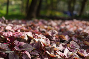 Colourful leaves close up in a garden with blurred background in Thailand. Horizontal shot.