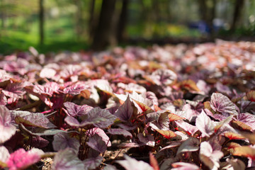 Colourful leaves close up in a garden with blurred background in Thailand. Horizontal shot.