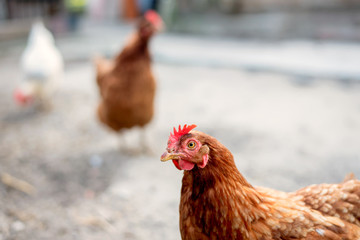 Chickens on traditional free range poultry farm.