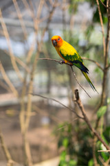 Colourful parrot macaw sitting on branch in a public zoo,Thailand. Wildlife love scene from tropical forest nature. Vertical shot.