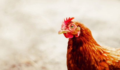 Chickens on traditional free range poultry farm.
