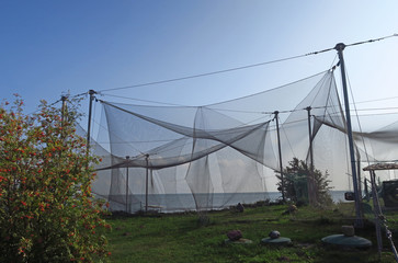 Nets in the birds ringing station in Vente cape, Lithuania