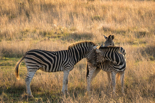 Zebra stallion checking out females