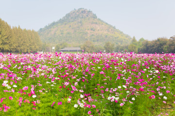 Beautiful view of cosmos flower field with mountains and sky background in Thailand. Horizontal shot.