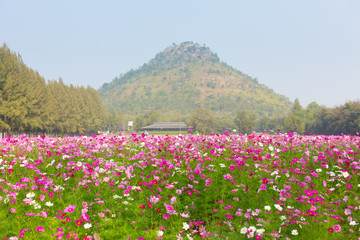 Fototapeta premium Beautiful view of cosmos flower field with mountains and sky background in Thailand. Horizontal shot.