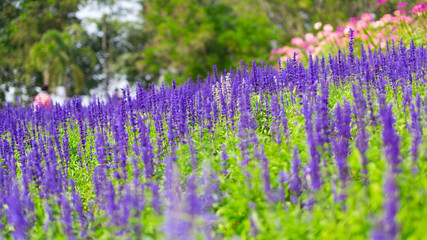 Obraz premium Lavender flowers blooming. Purple field flowers background. Beautiful image of lavender field for natural background in Thailand. Horizontal shot.