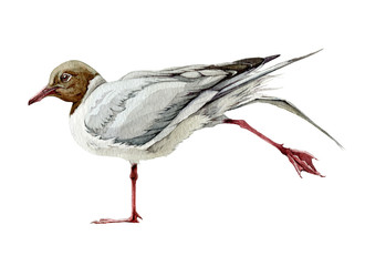 Grey seagull bird watercolor illustration. Hand drawn wild seaside bird with red legs. Seagull Isolated on white background.