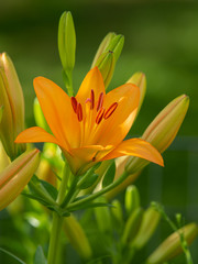 Obraz premium A big orange tiger lily in summer