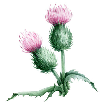 Thistle flower with purple petals and green leaves watercolor image. Medical wildflower herb and a scottish symbol. Hand painted Scotland thistle flower isolated on white background.